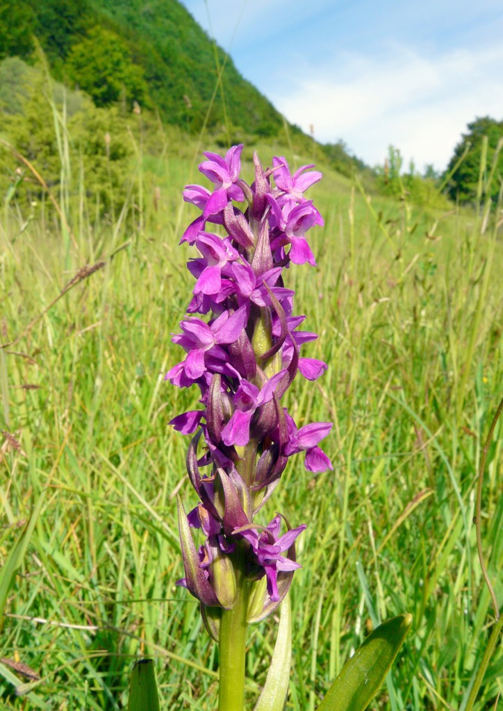 Dactylorhiza incarnata var. immaculata  Pescasseroli 21 giugno 2015